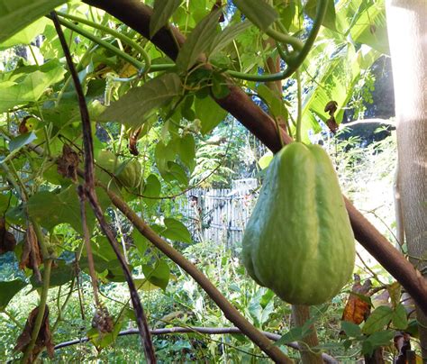 Growing Chayote Squash | The Survival Gardener