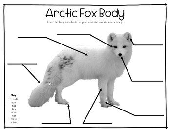 "The Life Cycle of Arctic Foxes" and Other Things | TPT