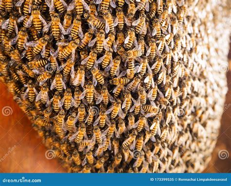 Group of Bees Working on Honeycombs in Beehives in an Apiary Stock Image - Image of apiculture ...