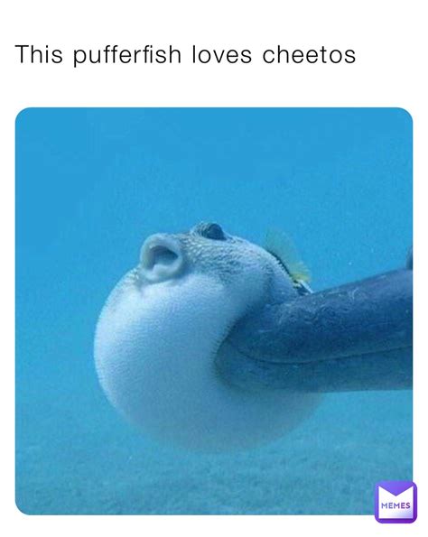 This pufferfish loves cheetos | @goofy_ahhh_product | Memes