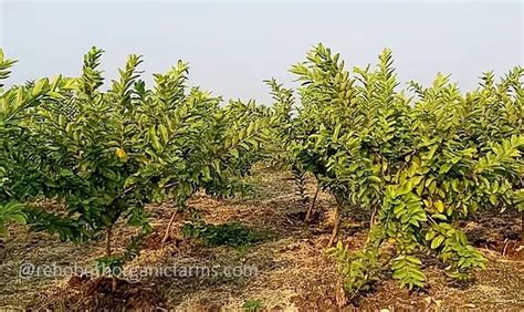 Guava Farming in Tamil Nadu | Rehoboth Organic Farms