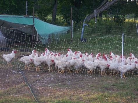 Why Organic Chicken Farming Is A Great Small Farm Business