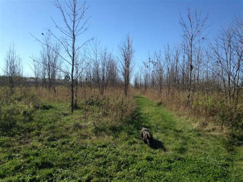 Thicket Habitat for Yellow Breasted Chat | Carolinian Canada