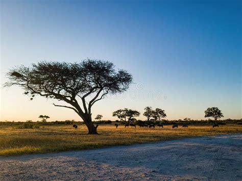 African Safari Landscape at Sunset Stock Photo - Image of elephants ...