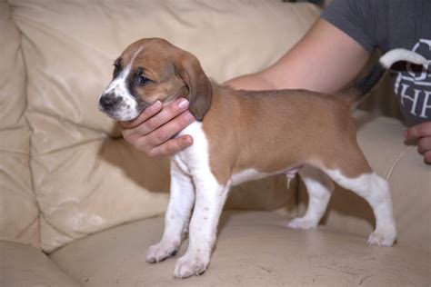 Beagle Harrier puppies | in West Byfleet, Surrey | Gumtree