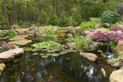 Your Pond - A Balanced Ecosystem | Ponds backyard, Pond landscaping, Landscaping with rocks