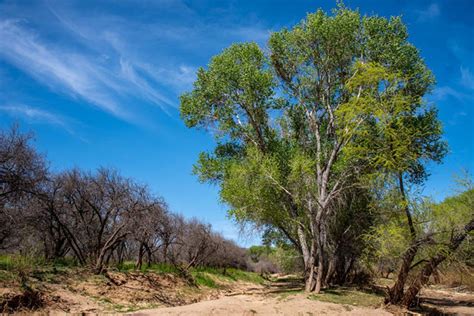 Lifespan Of Cottonwood Trees - How Long Does Cottonwood Live?