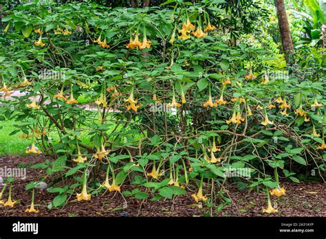 Brugmansia affinis hi-res stock photography and images - Alamy