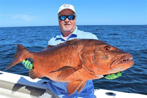 An Overview of the Different Types of Snapper Fish Found in Panama ...