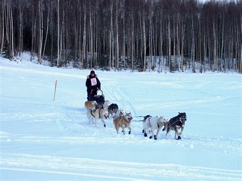 What’s a Musher? – ATAO Kennel