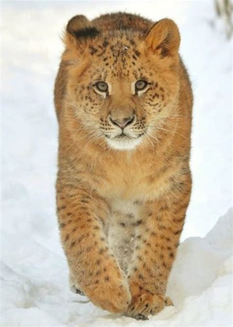 Liliger - An Offspring of Lion & Liger