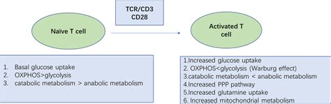 Metabolic reprogramming during naïve T-cell activation. Naïve T cells ...