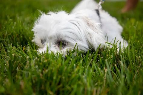 How to protect your dog from ticks in the Philadelphia region