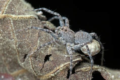 Wolf Spider With Egg Sac Photograph by Melvyn Yeo/science Photo Library - Pixels