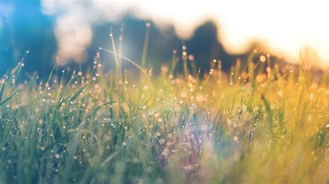 nm68-lawn-green-nature-sunset-light-bokeh-spring-flare-happy-wallpaper