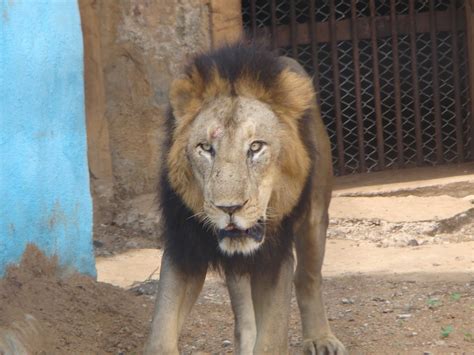 Vandalur zoo night safari