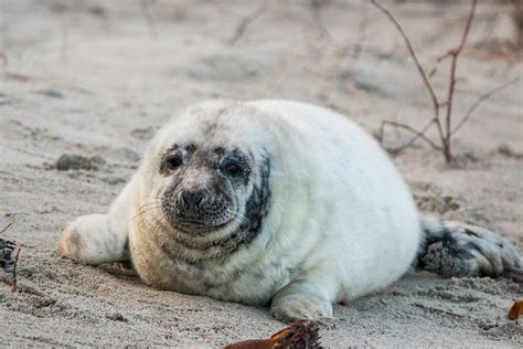 Robbe Grey Seal Helgoland · Free photo on Pixabay