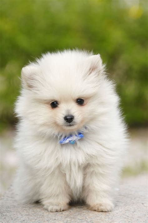 14 Small White Dog Breeds - Fluffy Little White Dogs