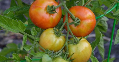 Early Girl Tomato Growing, Care, & Uses - The Garden Magazine