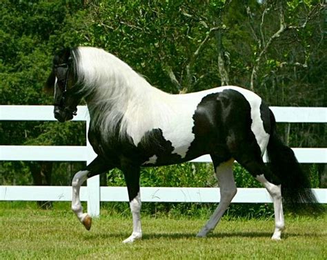 394 best Paso Fino Horses images on Pinterest | Horses, Horse breeds ...