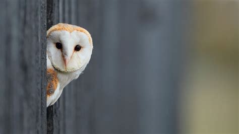 Owl Desktop Wallpapers - 4k, HD Owl Desktop Backgrounds on WallpaperBat