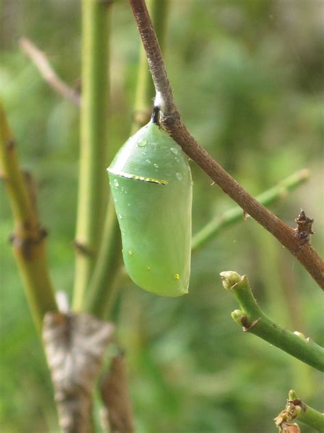 Kris's 2011 - A Photo A Day: Monarch Caterpillar Chrysalis - September 2, 2011