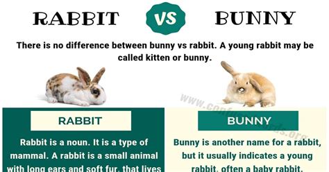 BUNNY vs RABBIT: Surprising Difference between Rabbit vs Bunny - Confused Words