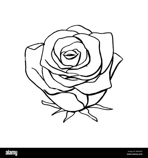 Rose flower drawing Black and White Stock Photos & Images - Alamy