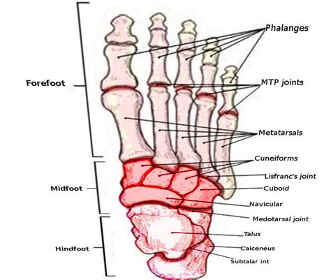 Anatomy, Bony Pelvis and Lower Limb, Foot Joints Article