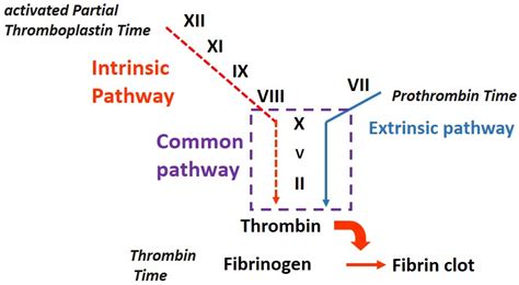 Pathway Of Time