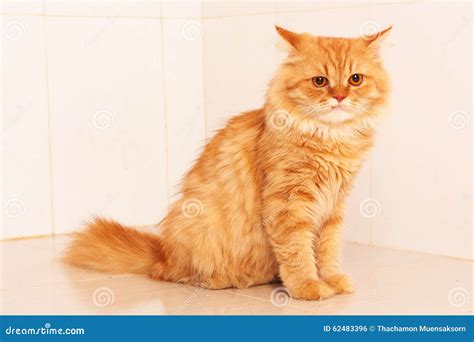 Cute orange persian cat stock photo. Image of vertical - 62483396