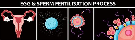 Egg and sperm fertilisation process 434360 Vector Art at Vecteezy