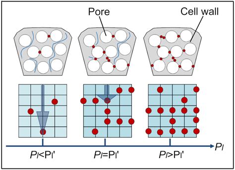 Schematic illustration showing percolation theory of the lattice... | Download Scientific Diagram