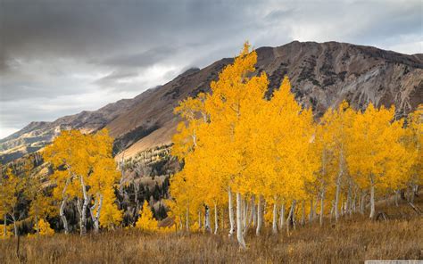 Autumn Aspen Forest Trees Wallpapers - Wallpaper Cave