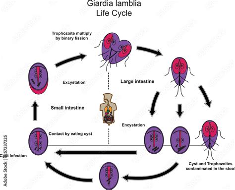 Stockillustratie Giardia lamblia.Medical Parasitology.Parasitic microscope. | Adobe Stock