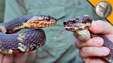 Cottonmouth Vs Water Snake: What’s The Difference In 2023?