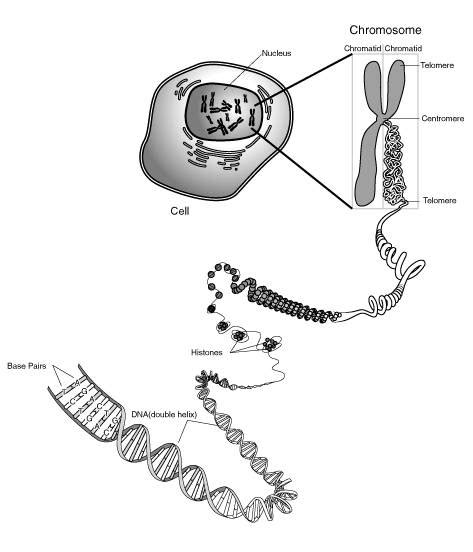 Diagram of Chromosome Structure - Online Biology Dictionary