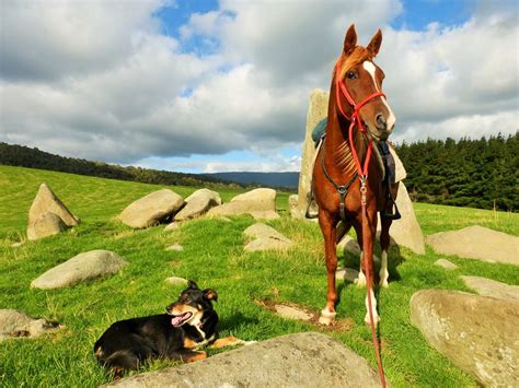 Orepuki Horse Treks | Horse trekking and riding in Other Rural Southland, New Zealand