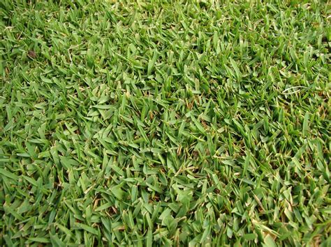 Zoysia (inc. varieties) - Turf Identification - Lawn Addicts