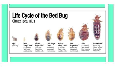 why are some bed bugs different colors - BC Bed Bug Expert