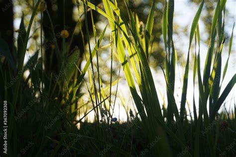 Grass with sunlight Stock Photo | Adobe Stock