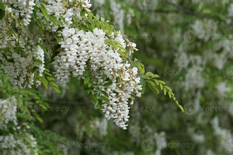 acacia tree flowers 17411498 Stock Photo at Vecteezy