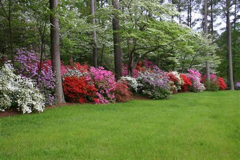 The Azalea Gardens of Art and Betty White, Gloucester VA | Azaleas ...