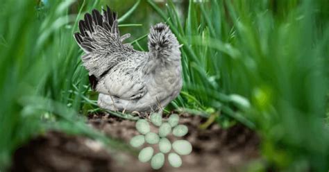 Green Queen Chicken: The Breed That Lays Beautiful Green Eggs ...