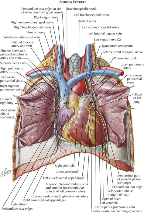 Thoracic Cavity Thorax Anatomy | Images and Photos finder