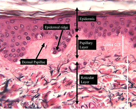 Anatomy/Integumentary System - Wiki - Scioly.org