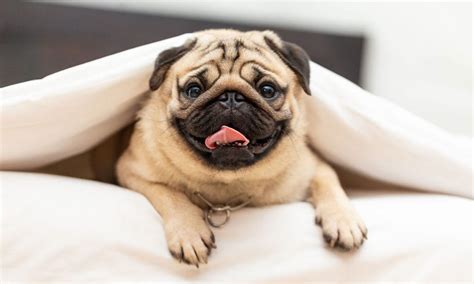 Pug Dog Breed: Characteristics, Care & Photos | BeChewy