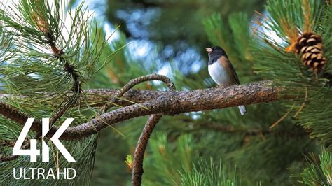 Bird Songs - 8 HOURS of Birds Singing in the Forest - Nature Relaxation ...