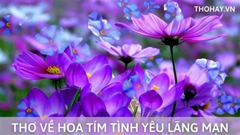 Thơ Về Hoa Tím Tình Yêu Hay Lãng Mạn Nhất ️️Chùm 45+ Bài