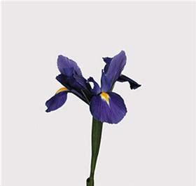 Dark Blue Iris